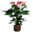 Anthurium Rose - 40/50 cm