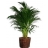 Areca - 130/150 cm