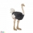 Autruche Papo