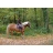 Balade à Cheval ou Poney