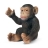 Bébé Chimpanzé