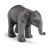 Bébé Eléphant De L'Inde