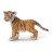 Bébé Tigre du Bengale Debout