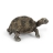Bébé Tortue Géante