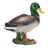 Canard
