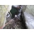Canyoning Languedoc-Roussillon