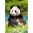 Castorland <a title='En savoir plus sur les puzzles' href='http://weezoom.tumblr.com/post/12566332776/puzzle-1000-pieces' style='text-decoration:none; color:#333' target='_blank'><strong>Puzzle</strong></a> 500 pièces - Panda