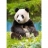 Castorland <a title='En savoir plus sur les puzzles' href='http://weezoom.tumblr.com/post/12566332776/puzzle-1000-pieces' style='text-decoration:none; color:#333' target='_blank'><strong>Puzzle</strong></a> 80 pièces - Panda