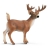 Cerf De Virginie