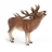 Cerf Rouge