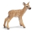 Cerf Rouge Faon