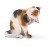 Chat faisant sa toilette