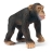Chimpanzé Mâle