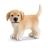Chiot Golden Retriever Debout