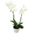 Collection orchidée Phalaenopsis blanc