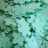 Confetti recyclé à planter 'Pétale vert'