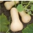 Courge Butternut AB