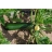 Courgette verte de Milan AB