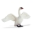 Cygne Blanc