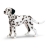 Dalmatien mâle