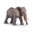 Eléphant d'Afrique mâle