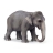 Eléphant Femelle De L'Inde