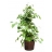 Ficus Golden King - 130 cm