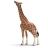 Girafe mâle mangeant