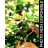Huile de Pépin de Raisin BIO - 100 ml
