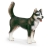 Husky Mâle