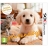 Jeu Nintendogs Golden et Cats 3DS