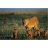 Jumbo <a title='En savoir plus sur les puzzles' href='http://weezoom.tumblr.com/post/12566332776/puzzle-1000-pieces' style='text-decoration:none; color:#333' target='_blank'><strong>Puzzle</strong></a> 150 pièces - Planète Terre - Familles d'animaux : Lionne et ses petits