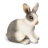 Lapin Assis