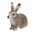 Lapin Sauvage