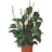 Les plantes deco mariage Spatiphyllum en<a title='bouquet de fleurs pour la saint-valentin' href='http://www.familyby.com/boutiques/detailCategorie/4211' style='text-decoration:none; color:#333'><strong> fleurs</strong></a>