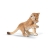 Lionceau Jouant