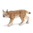 Lynx Femelle