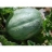 Melon Ancien Vieille France AB