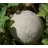 Melon Sucrin de Tours AB