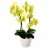 Orchidées du<a title='composition florale pour la saint-valentin' href='http://www.familyby.com/boutiques/detailCategorie/4211' style='text-decoration:none; color:#333'><strong> fleur</strong></a>iste Phalénopsis Cybèle