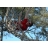 Parcours dans les arbres Gironde