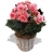 Plantes à<a title='bouquet de fleurs pour la saint-valentin' href='http://www.familyby.com/boutiques/detailCategorie/4211' style='text-decoration:none; color:#333'><strong> fleurs</strong></a> anniversaire Bégonia en pot