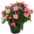 Plantes anniversaire Impatiens en<a title='bouquet de fleurs pour la saint-valentin' href='http://www.familyby.com/boutiques/detailCategorie/4211' style='text-decoration:none; color:#333'><strong> fleurs</strong></a>