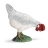 Poule qui picore