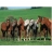 <a title='En savoir plus sur les puzzles' href='http://weezoom.tumblr.com/post/12566332776/puzzle-1000-pieces' style='text-decoration:none; color:#333' target='_blank'><strong>Puzzle</strong></a> chevaux arabes 1500 pièces