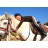 Randonnee a Cheval - Solers (77)