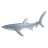 Requin bleu