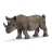 Rhinocéros Noir