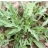 Roquette cultivée AB