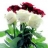 Roses fraiches imprimées Blanc & rouge personnalisables